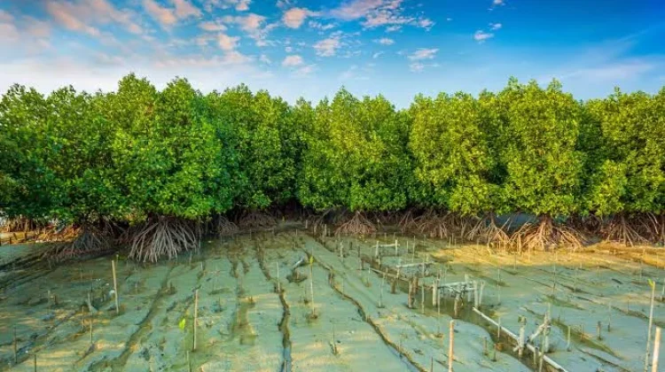 Mangrove Lamteh Disiapkan Jadi Destinasi Ekowisata