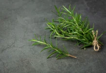 Bahaya dan Efek Samping Rosemary