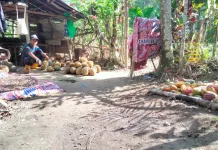 Kisah Pak Him Menikmati Pensiun di Kebun Durian