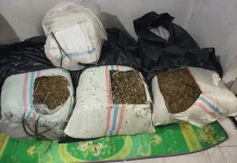 Polisi Tangkap 50 Kilogram Ganja di Bireuen