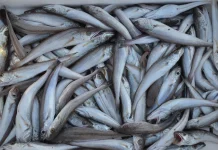 Owner UMKM Bagikan Tips Memilih Ikan Segar