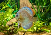 Daftar Ikan Aquascape Terbaik Untuk Pemula
