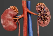 Mengenal Kanker Ginjal, Penyakit yang Diderita Vidi Aldiano