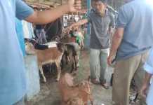 Pasar Hewan Sibreh Penjaga Inflasi Daerah
