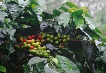 Kopi Gayo Isabelline: Karakteristik, Cita Rasa, dan Keunggulan Membuatnya Istimewa