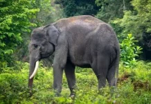 WWF: Krisis Habitat Ancam Kelangsungan Gajah Sumatera di Aceh