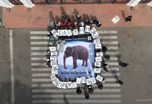 Earth Hour 2026: Saatnya Selamatkan Gajah Sumatera