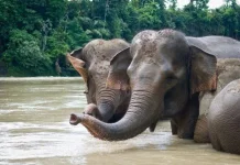 Habitat Gajah Sumatera Kian Menyusut