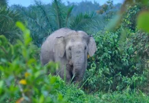 WWF Dorong Mega Kawasan Gajah di Aceh