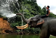 90 Ribu Hektar Lahan Konservasi jadi Solusi untuk Atasi Konflik Gajah di Aceh