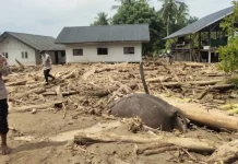Gajah Aceh Terseret Banjir 2025, WWF Angkat Bicara