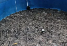 Panen Lele Bioflok Capai 359 Kg, Kadis DP2KP: Bukti Nyata Ketahanan Pangan Lokal