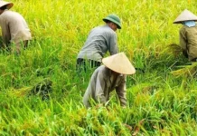 Nilai Tukar Petani di Aceh pada Maret 2026 Turun 0,88 persen