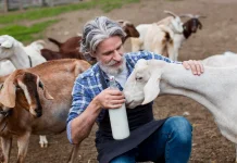 Memahami Perbedaan Rasa Susu Kambing dan Susu Sapi