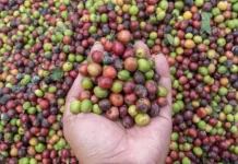 PEMA Ekspor Perdana 19 Ton Kopi Gayo ke Amerika Serikat