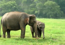 Krisis Habitat Ancam Gajah Sumatera