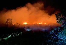 DLHK Aceh Antisipasi Karhutla pada Lahan Gambut