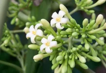Ini Dia Manfaat Daun Pepaya untuk Kesehatan