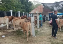 Pasar Sibreh Mulai Ramai Dikunjungi Pembeli Hewan Kurban