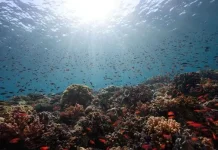 Menjaga Laut Indonesia Dimulai dari Edukasi Masyarakat