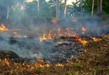DLHK: Tahun ini Aceh Berpotensi Rawan Kebakaran Hutan