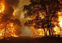 Pelaku Pembakaran Hutan Bisa Dijerat Hukuman Berat, Denda Rp15 Miliar