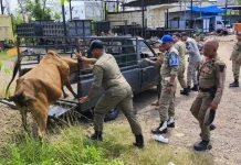 Satpol PP dan WH Tertibkan Ternak di Ingin Jaya