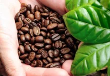 PT PEMA Ekspor 40 Ton Kopi Arabika Gayo ke Amerika Serikat