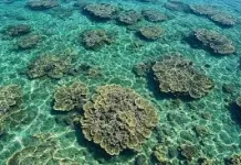 Penyelamatan Terumbu Karang di Aceh Harus Dilakukan Segera