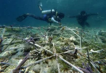 Yayasan Sorce Terapkan Metode “Coral Nursery” untuk Pulihkan Terumbu