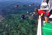 Libatkan Nelayan, Konservasi Laut Jadi Sumber Penghasilan Baru bagi Warga
