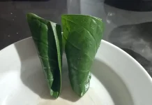 Manfaat Mengunyah Sirih untuk Kesehatan yang Tak Terduga