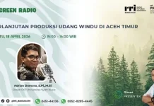 Udang Windu atau Penaeus Monodon Masih jadi Komoditas Unggulan Aceh Timur.