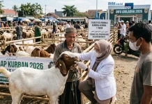 Pastikan Kelayakan Hewan Kurban Sesuai Akidah dan Kesehatan