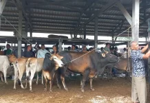 Pasar Hewan Sibreh Jadi Tujuan Pedagang Hewan Kurban Luar Aceh Besar