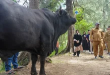 Illiza Serahkan Sapi Kurban Bantuan Presiden kepada Masyarakat