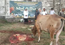 Semangat Gotong Royong Warnai Ibadah Kurban di Lamteumen Timur, 42 Sapi Disembelih
