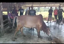 Kemenag Bireuen Sembelih 86 Hewan Kurban