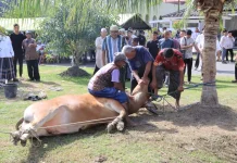 Polda Aceh Serahkan 46 Ekor Hewan Kurban untuk Masyarakat
