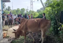 Desa Leu Ue Aceh Besar Kurban 19 Hewan
