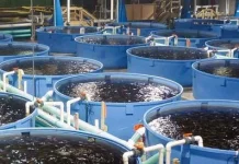 Teknologi Bioflok Bisa Ubah Limbah Organik jadi Pakan Ikan Bernilai Ekonomi
