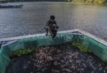 Limbah Budidaya Ikan Berpotensi Jadi Pupuk dan Sumber Energi Ramah Lingkungan