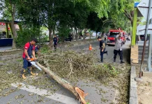 Angin Kencang Sebabkan Dahan Pohon Patah, Jalan Arah Bandara SIM Sempat Macet