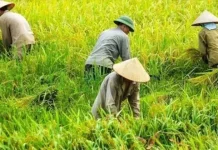 Nilai Tukar Petani Sulsel Capai 118,3 Persen pada Mei 2026