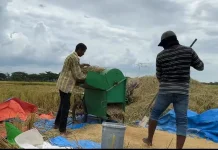 Rekor Baru! BULOG Serap Gabah-Beras Petani Tembus 3 Juta Ton