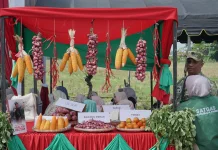Wakapolda Aceh Launching Penanaman Jagung Bersama Petani Muda Milenial di Pidie