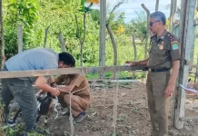 Satpol PP dan WH Aceh Jaya Lelang Ternak Hasil Penertiban