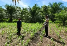 Polsek Teunom Pantau Pertumbuhan Jagung Kelompok Tani Black