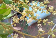 Benarkah Semut di Bunga Kelengkeng Membantu Penyerbukan ?