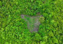Kodim Banda Aceh Temukan Ladang Ganja di Pegunungan Indrapuri
